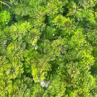 Scapeshop.com.au Bunch Plant Ambulia Bunch