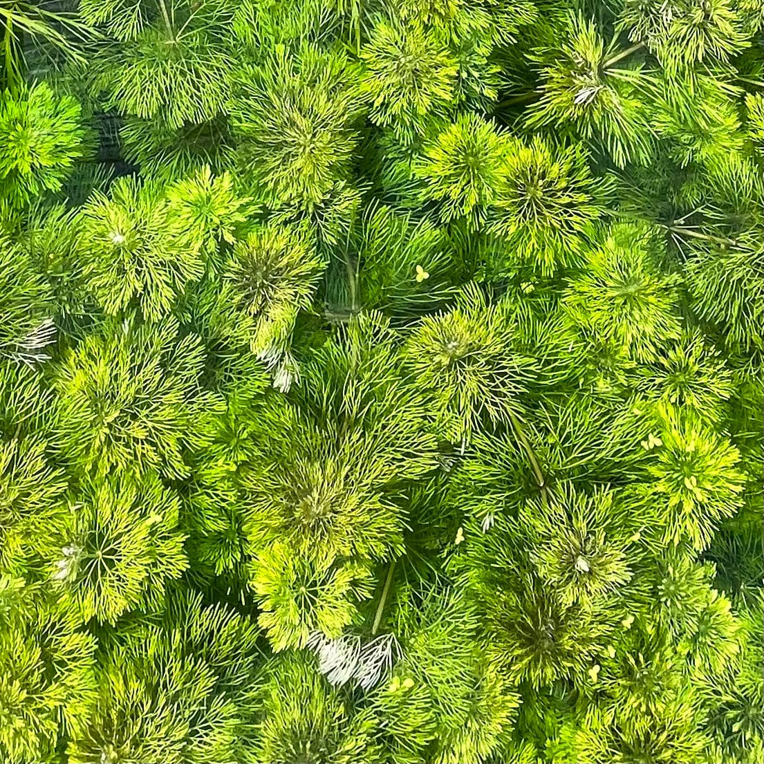 Scapeshop.com.au Bunch Plant Ambulia Bunch