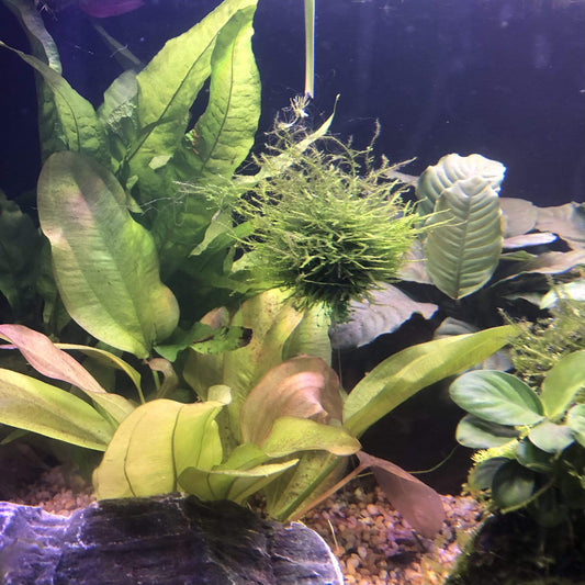 Scapeshop.com.au Floating Creation Fontinalis Topiary Ball (Java Moss)