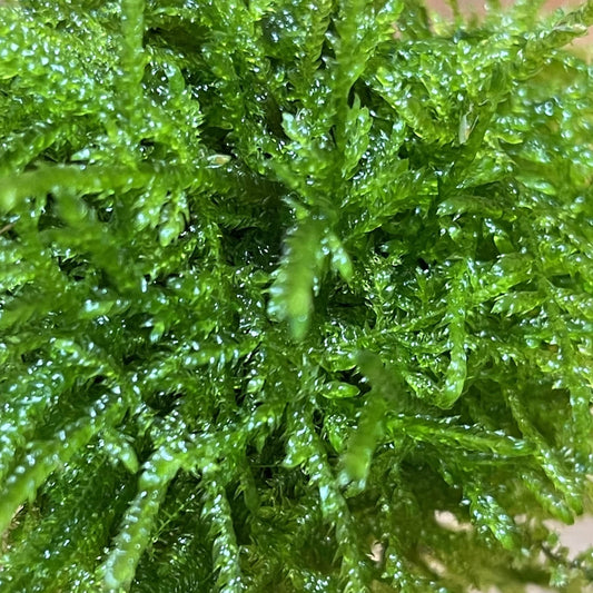 Scapeshop.com.au Floating Creation Fontinalis Topiary Ball (Java Moss)