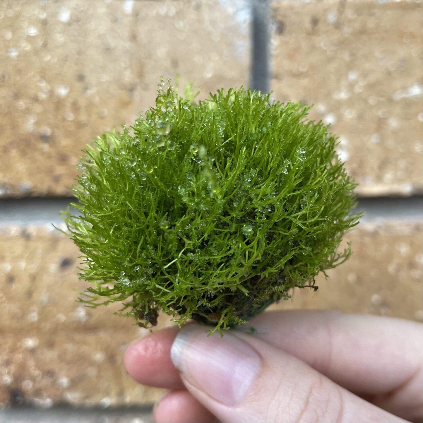 Scapeshop.com.au Floating Creation Riccia Topiary Ball (Moss)