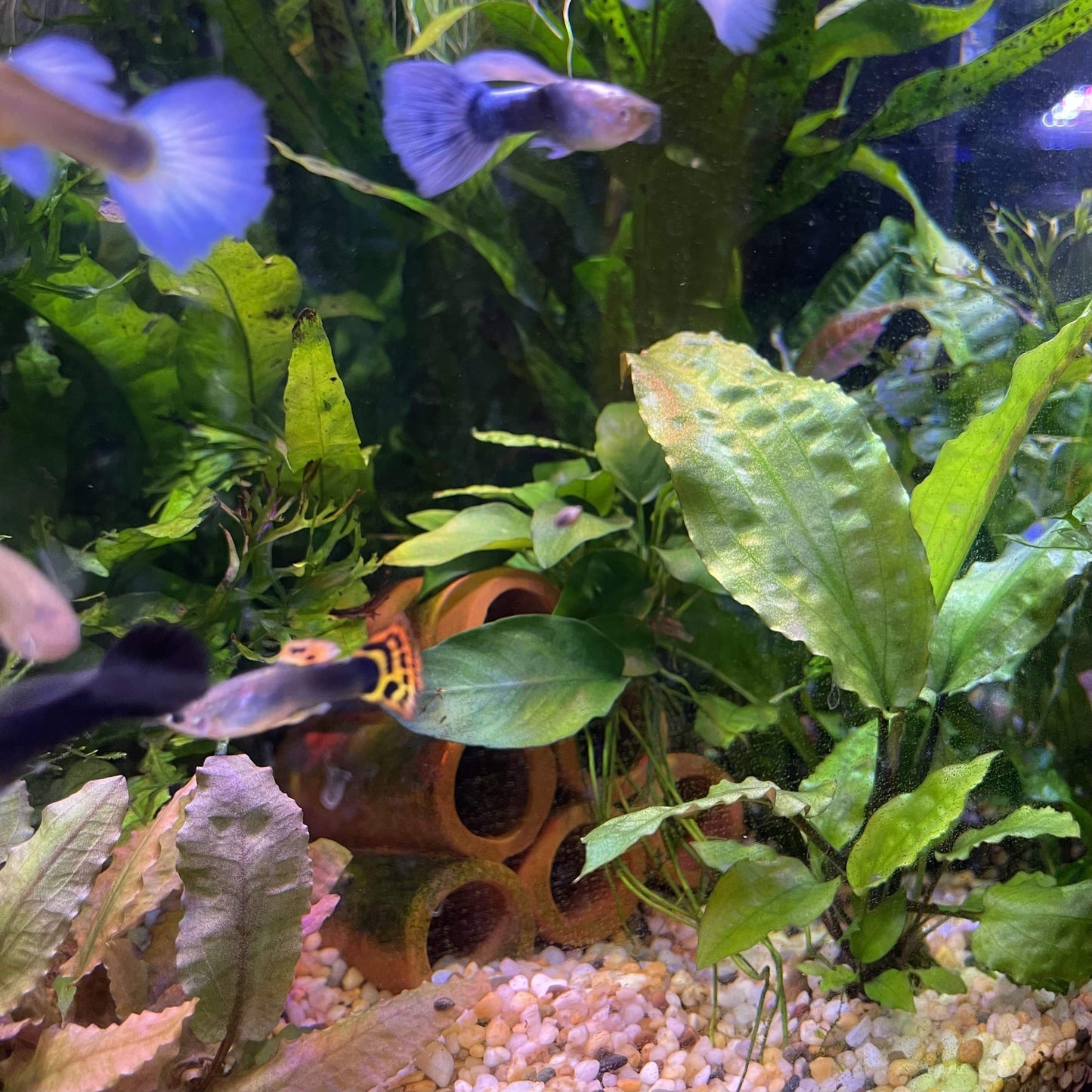 Scapeshop.com.au Gift Cards Scapeshop Gift Cards