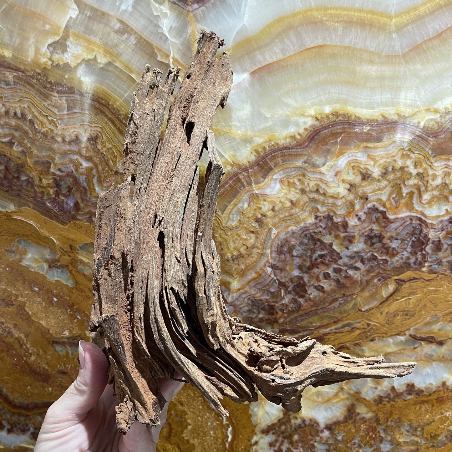 Scapeshop.com.au Hardscaping Malaysian Driftwood Blanks ~ Medium (25-34cm)