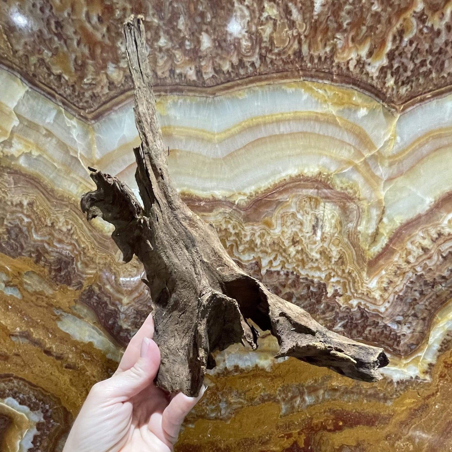 Scapeshop.com.au Hardscaping Malaysian Driftwood Blanks ~ Medium (25-34cm)