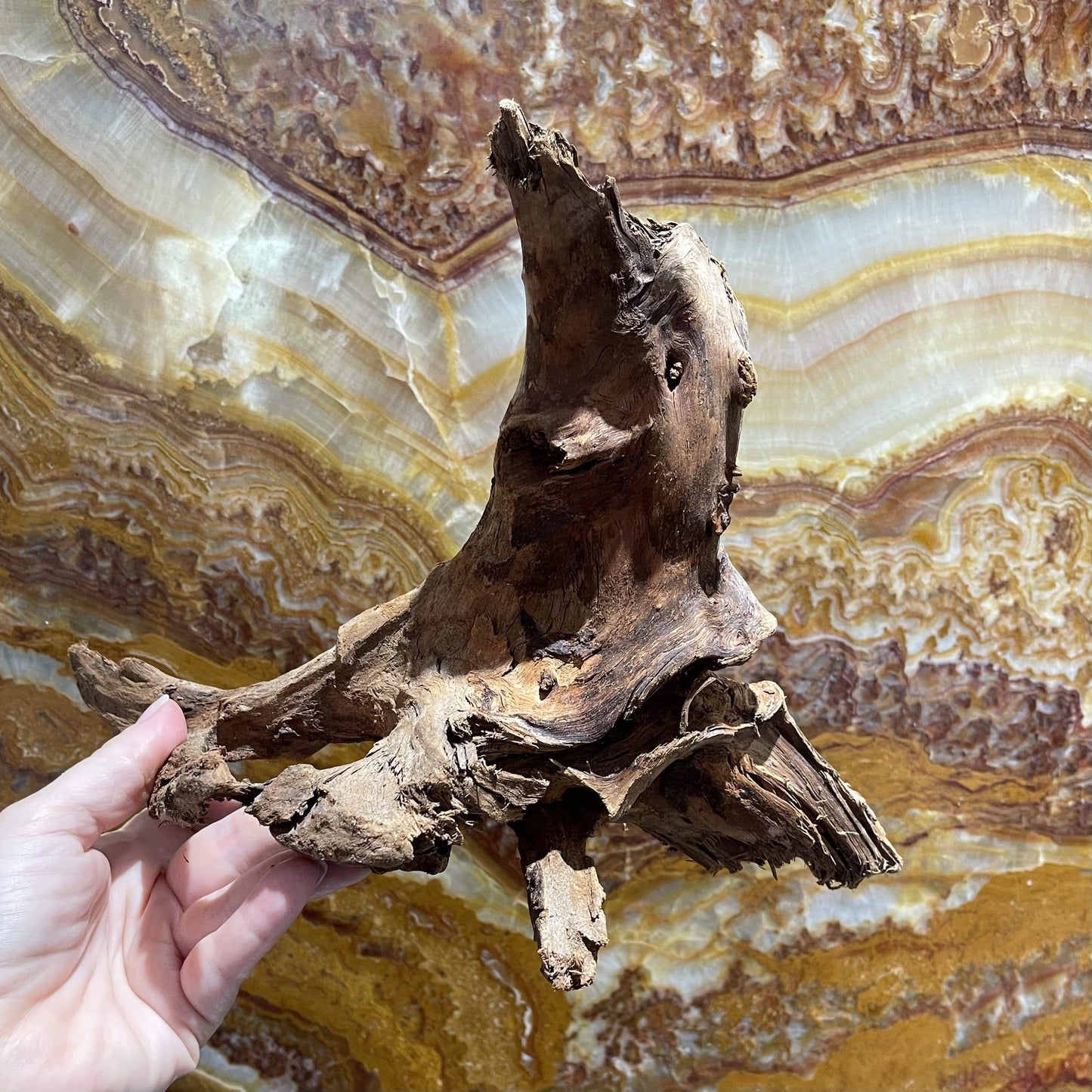 Scapeshop.com.au Hardscaping Malaysian Driftwood Blanks ~ Medium (25-34cm)