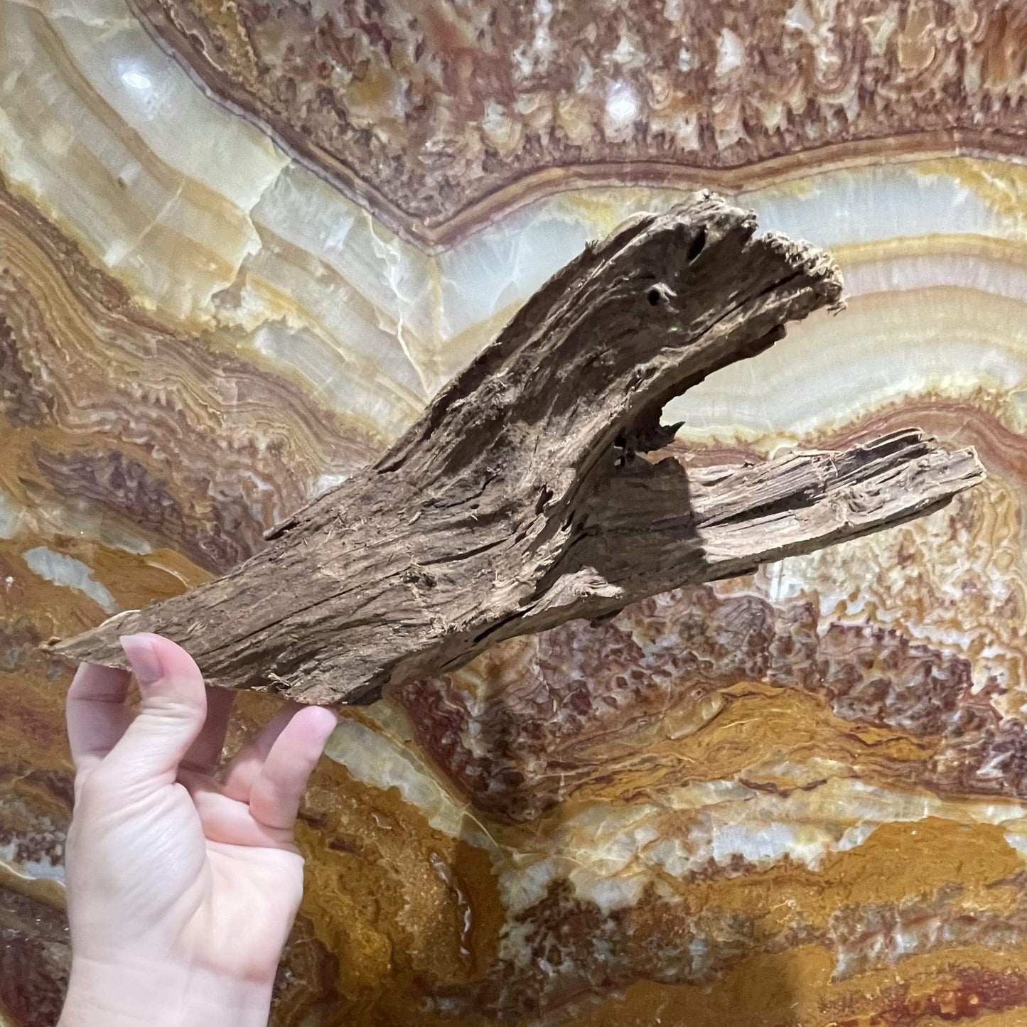 Scapeshop.com.au Hardscaping Malaysian Driftwood Blanks ~ Medium (25-34cm)