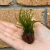 Scapeshop.com.au Miniature Moss Rocks - Zipper Moss