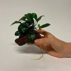 Scapeshop.com.au Rock Creation Assorted Anubias on Small Lava Rock Creation