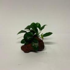 Scapeshop.com.au Rock Creation Assorted Anubias on Small Lava Rock Creation