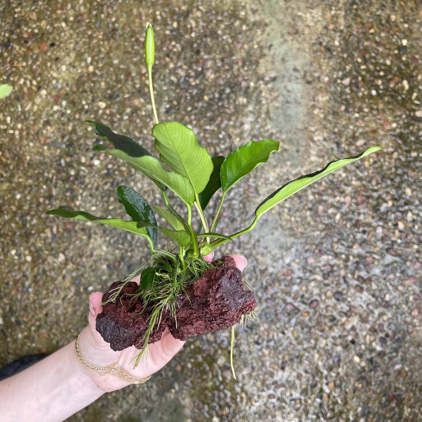 Scapeshop.com.au Rock Creation Assorted Anubias on Small Lava Rock Creation
