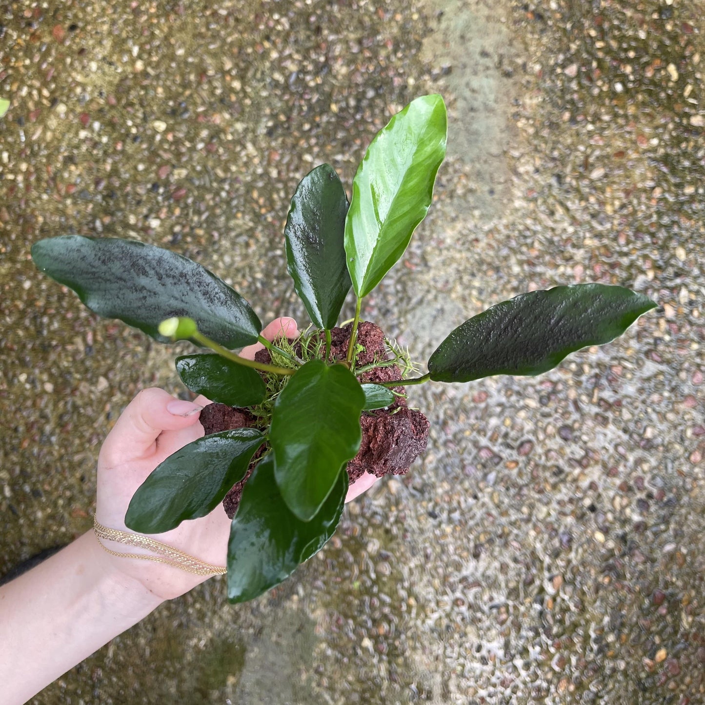 Scapeshop.com.au Rock Creation Assorted Anubias on Small Lava Rock Creation