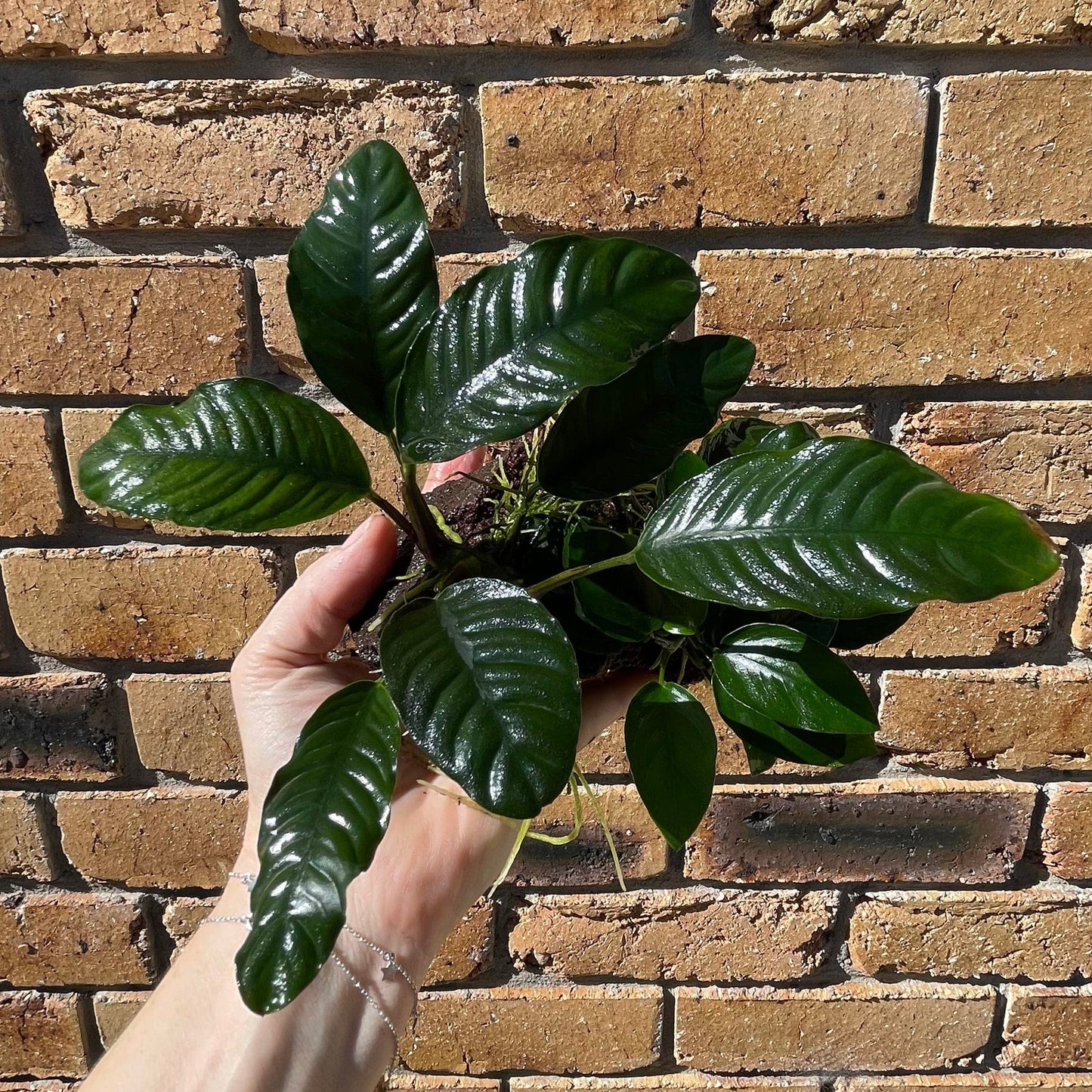 Scapeshop.com.au Rock Creation Double Assorted Anubias on Large Lava Rock Creation