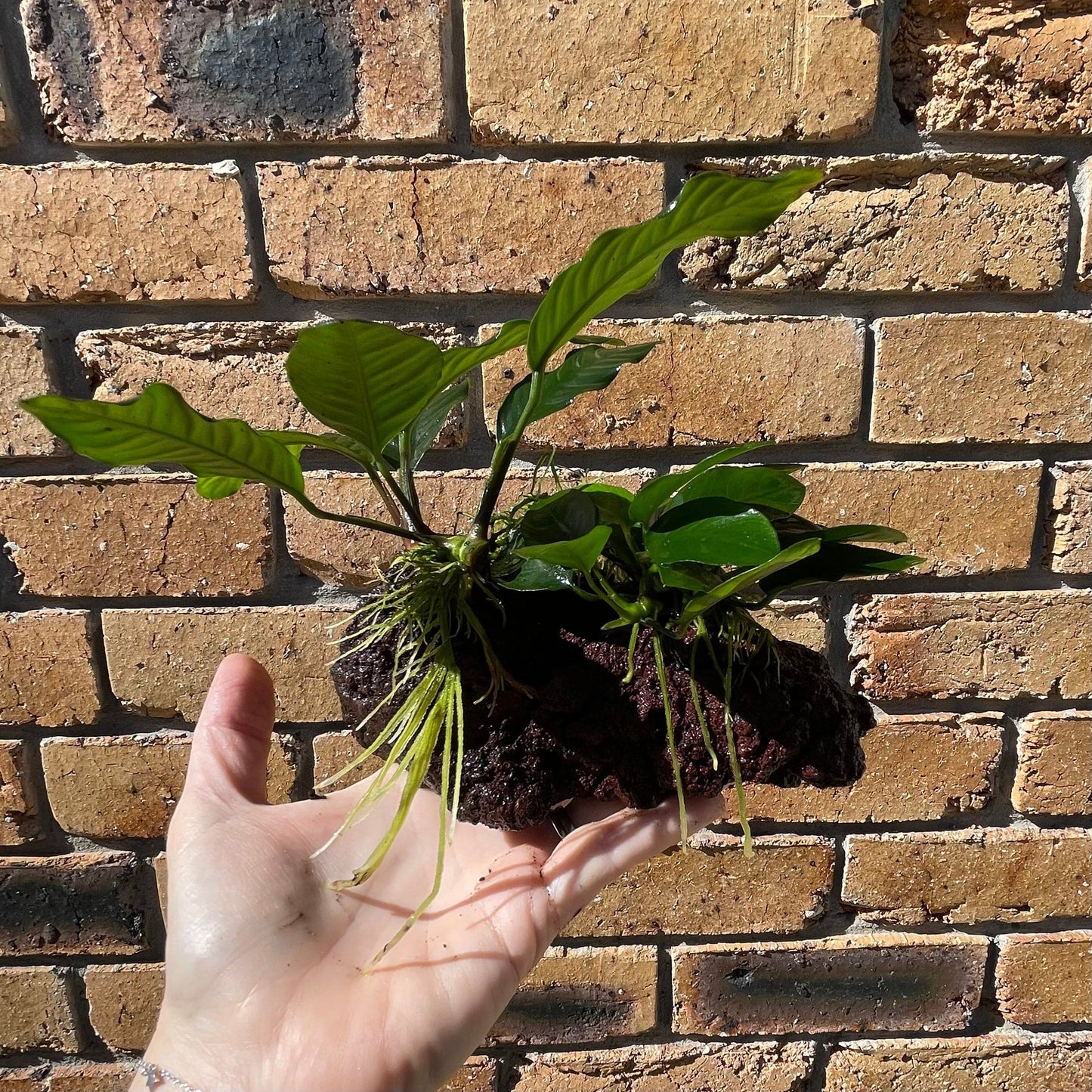 Scapeshop.com.au Rock Creation Double Assorted Anubias on Large Lava Rock Creation