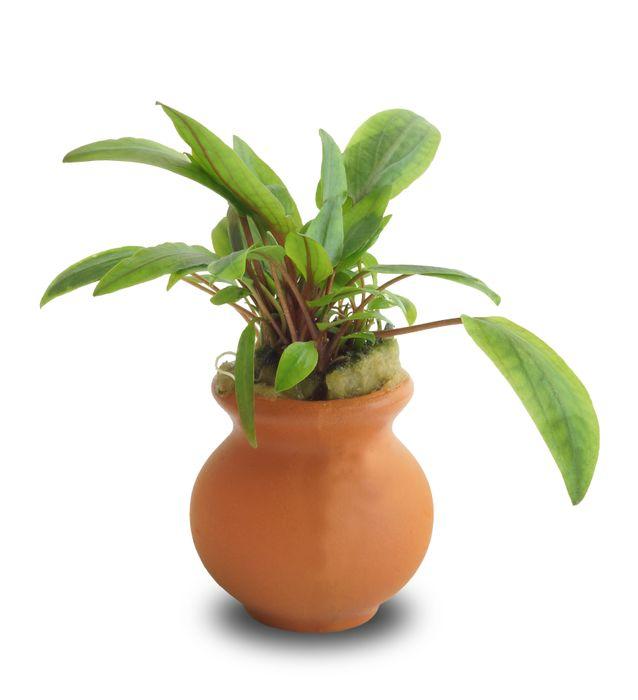 Scapeshop.com.au Terracotta Creation Assorted Cryptocoryne Vase Urn