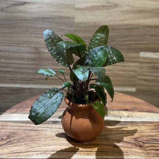 Scapeshop.com.au Terracotta Creation Assorted Cryptocoryne Vase Urn