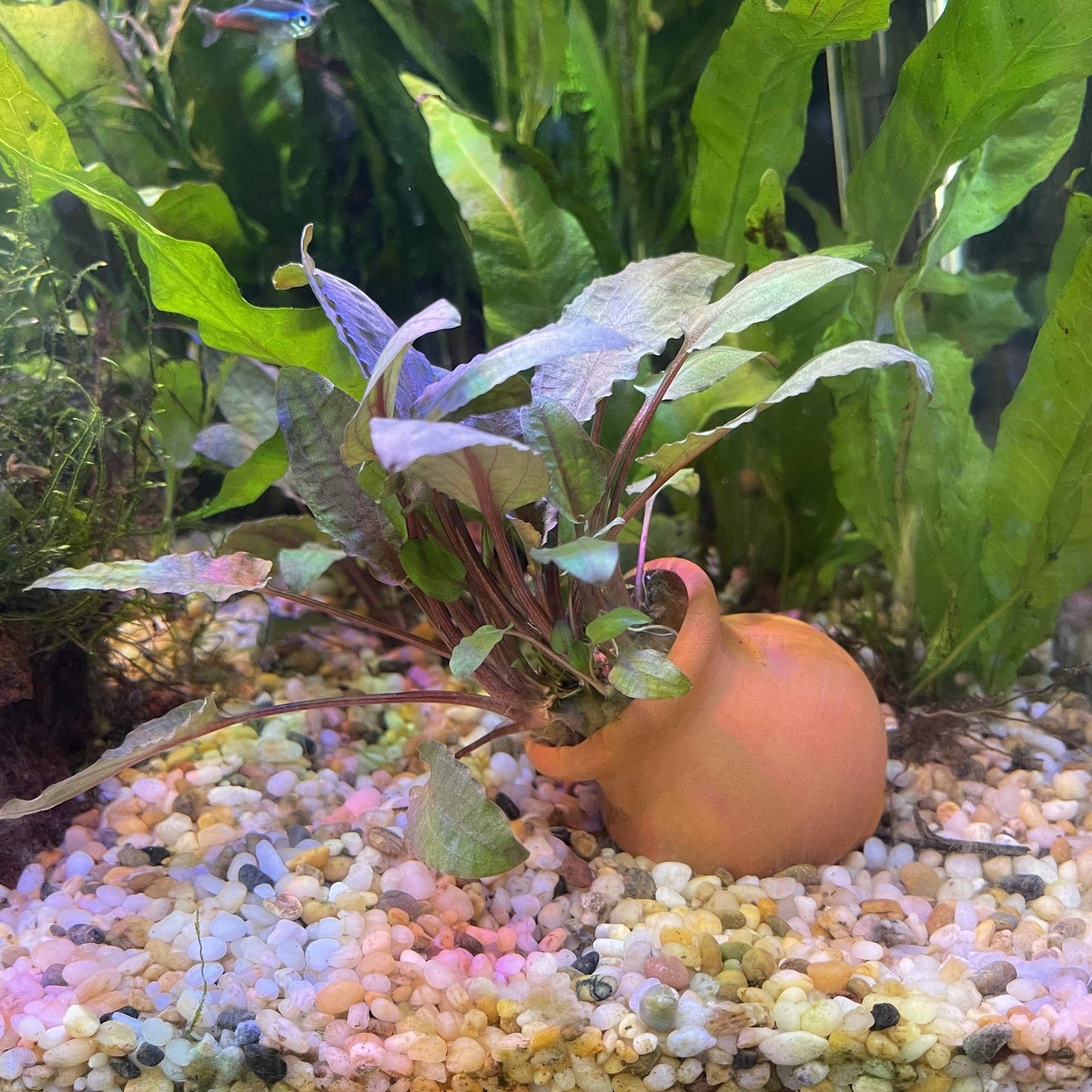 Scapeshop.com.au Terracotta Creation Assorted Cryptocoryne Vase Urn