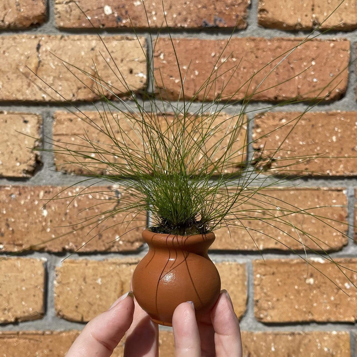 Scapeshop.com.au Terracotta Creation Dwarf Hairgrass Vase Urn