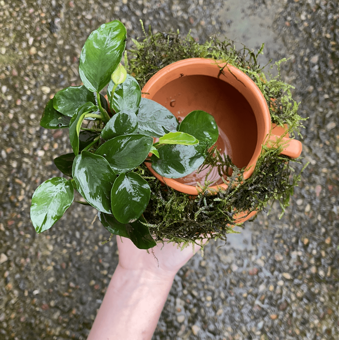 Scapeshop.com.au Terracotta Creation Large Urn with Handles ~ Nana & Fontinalis