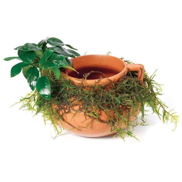 Scapeshop.com.au Terracotta Creation Large Urn with Handles ~ Nana & Fontinalis
