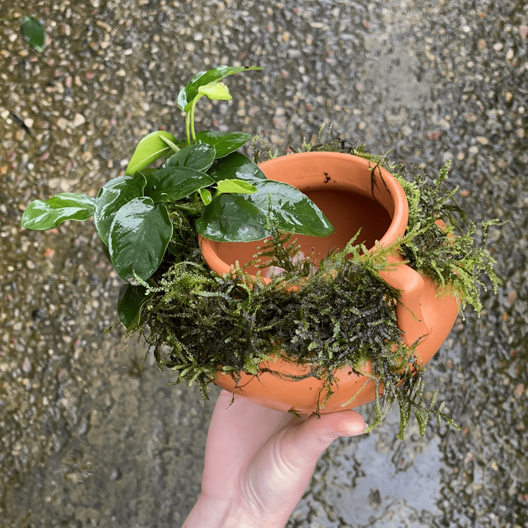 Scapeshop.com.au Terracotta Creation Large Urn with Handles ~ Nana & Fontinalis