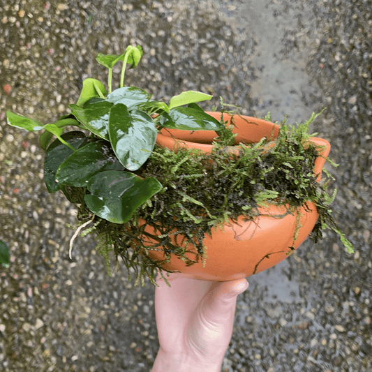 Scapeshop.com.au Terracotta Creation Large Urn with Handles ~ Nana & Fontinalis