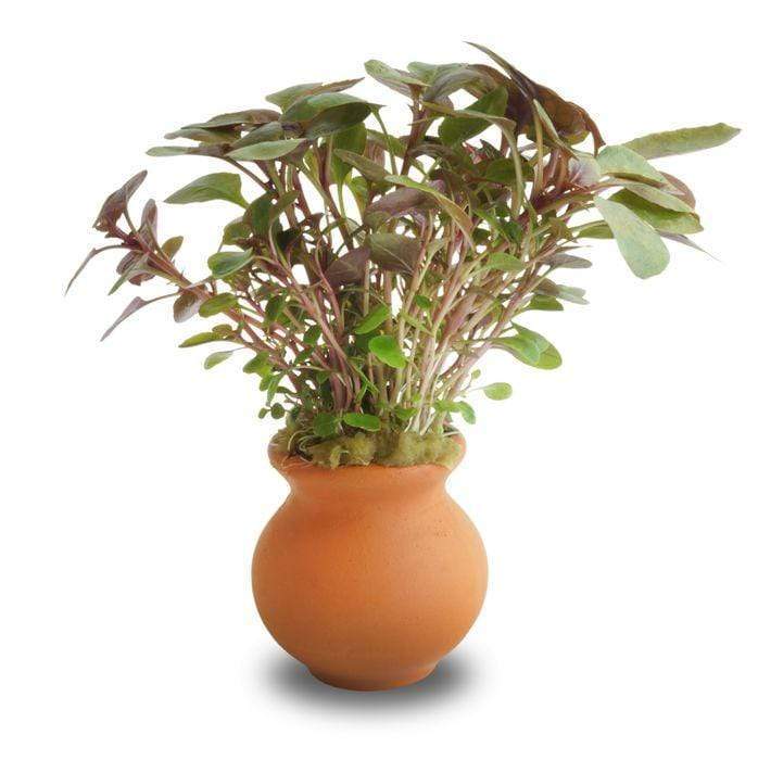 Scapeshop.com.au Terracotta Creation Lobelia Cardinalis Vase Urn