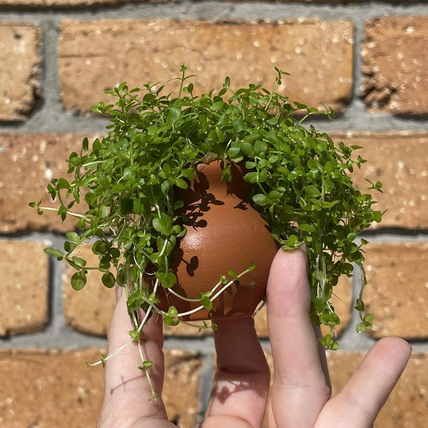 Scapeshop.com.au Terracotta Creation Monte Carlo Vase Urn