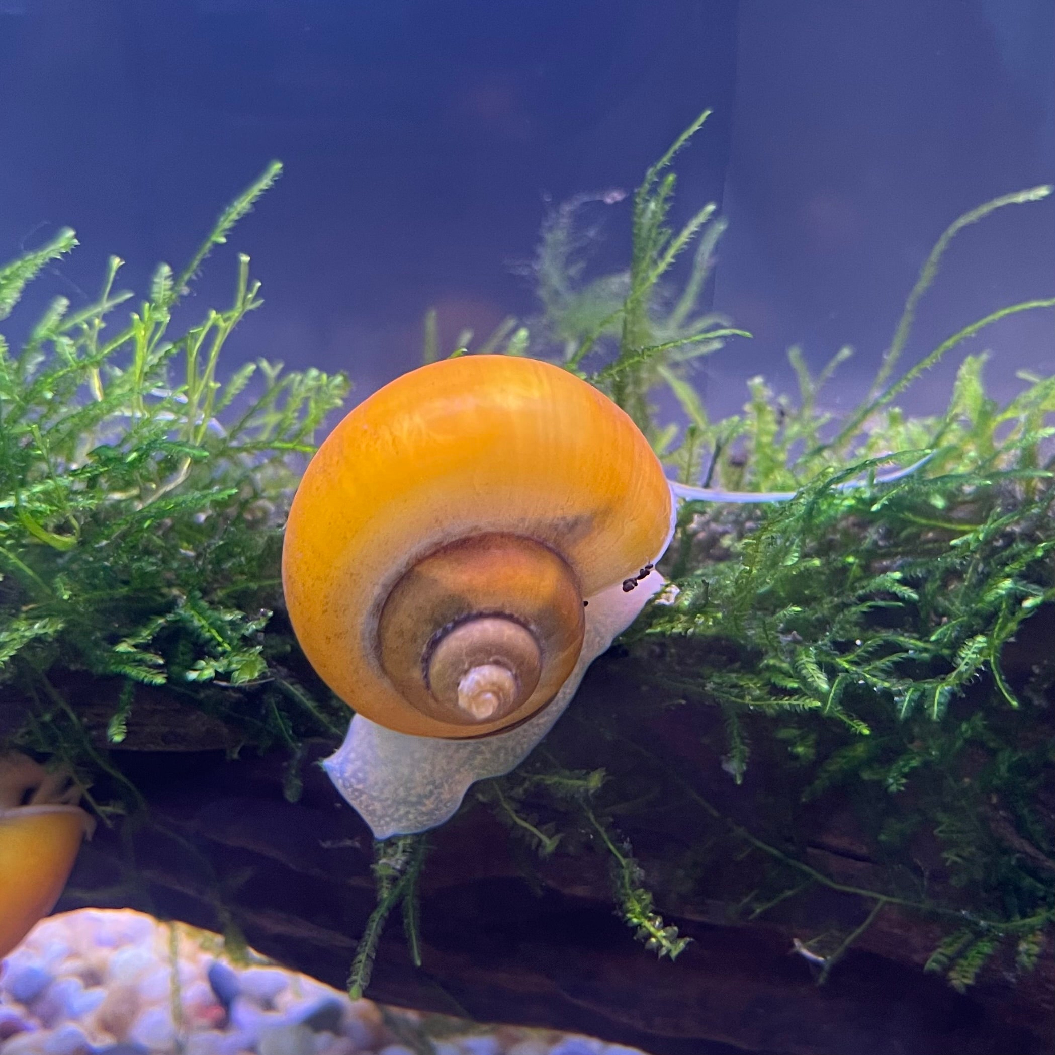 How do I introduce Snails to my Aquarium?