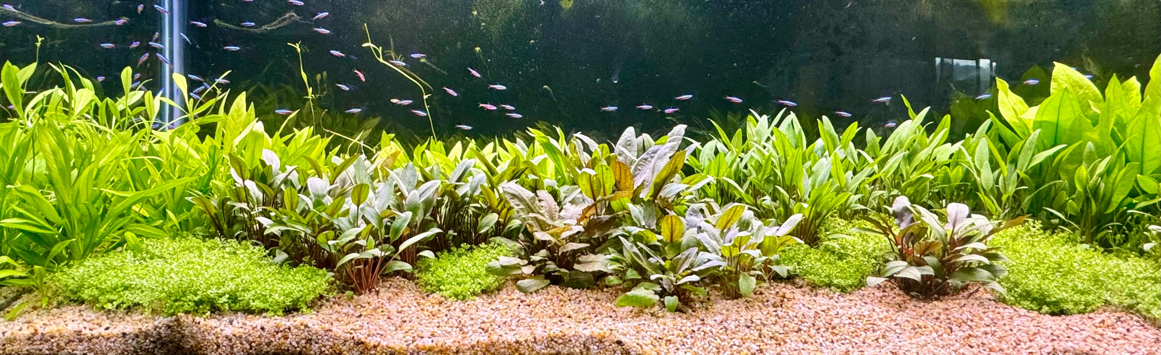 Carpeting Plants, Foreground Plants and Floating Balls of Moss