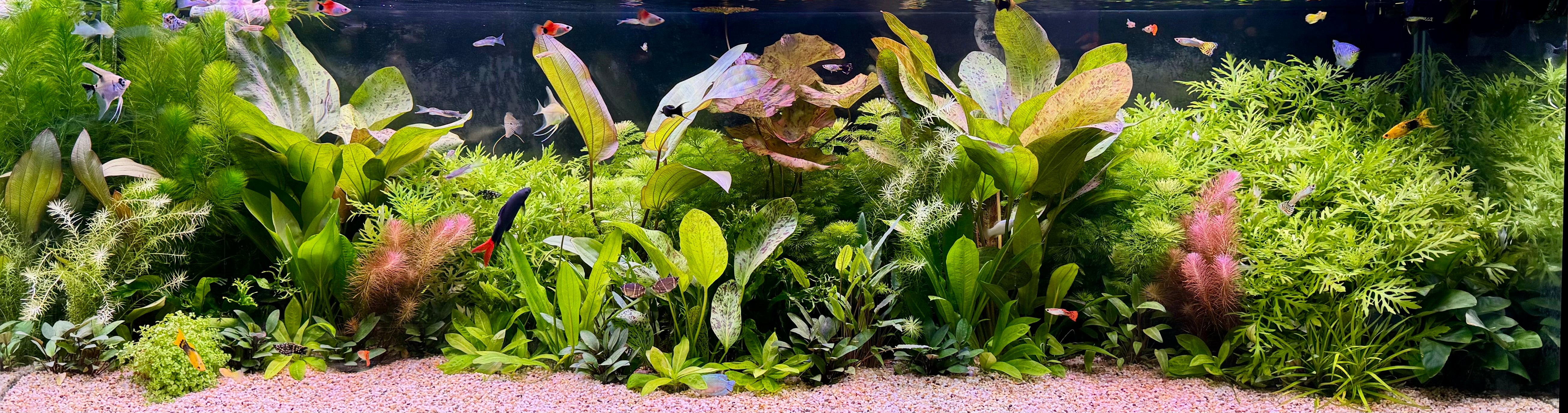 Community Aquarium - See the Plants in this Aquarium