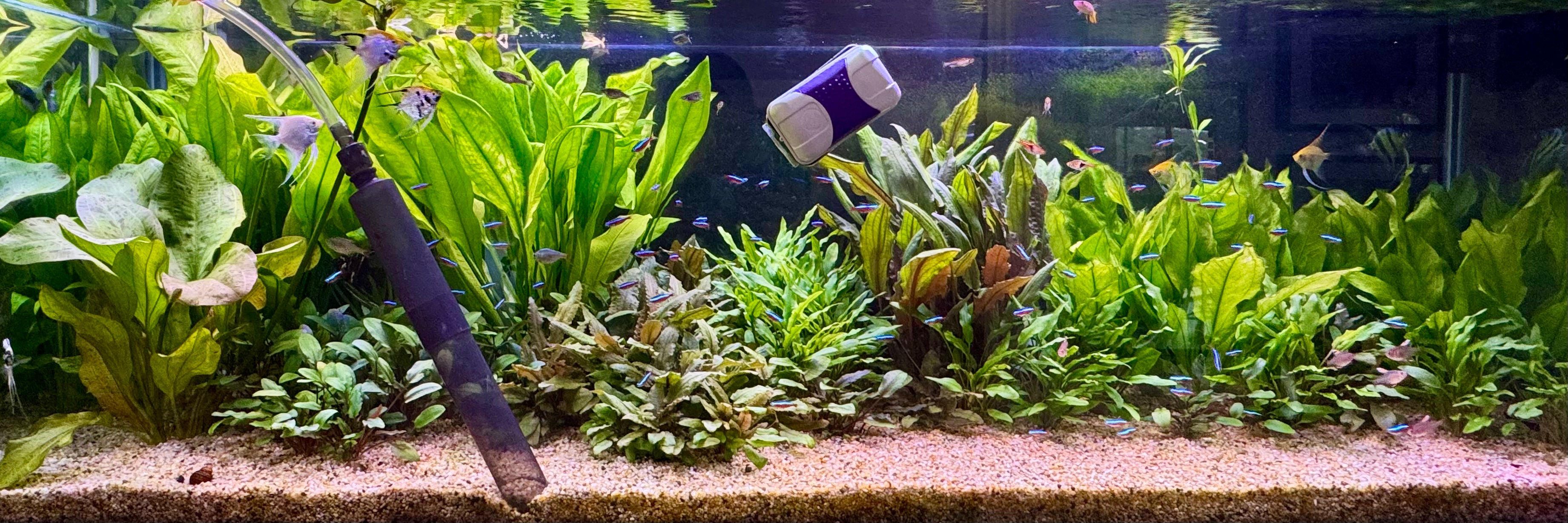 Aquascape Tools & Cleaners