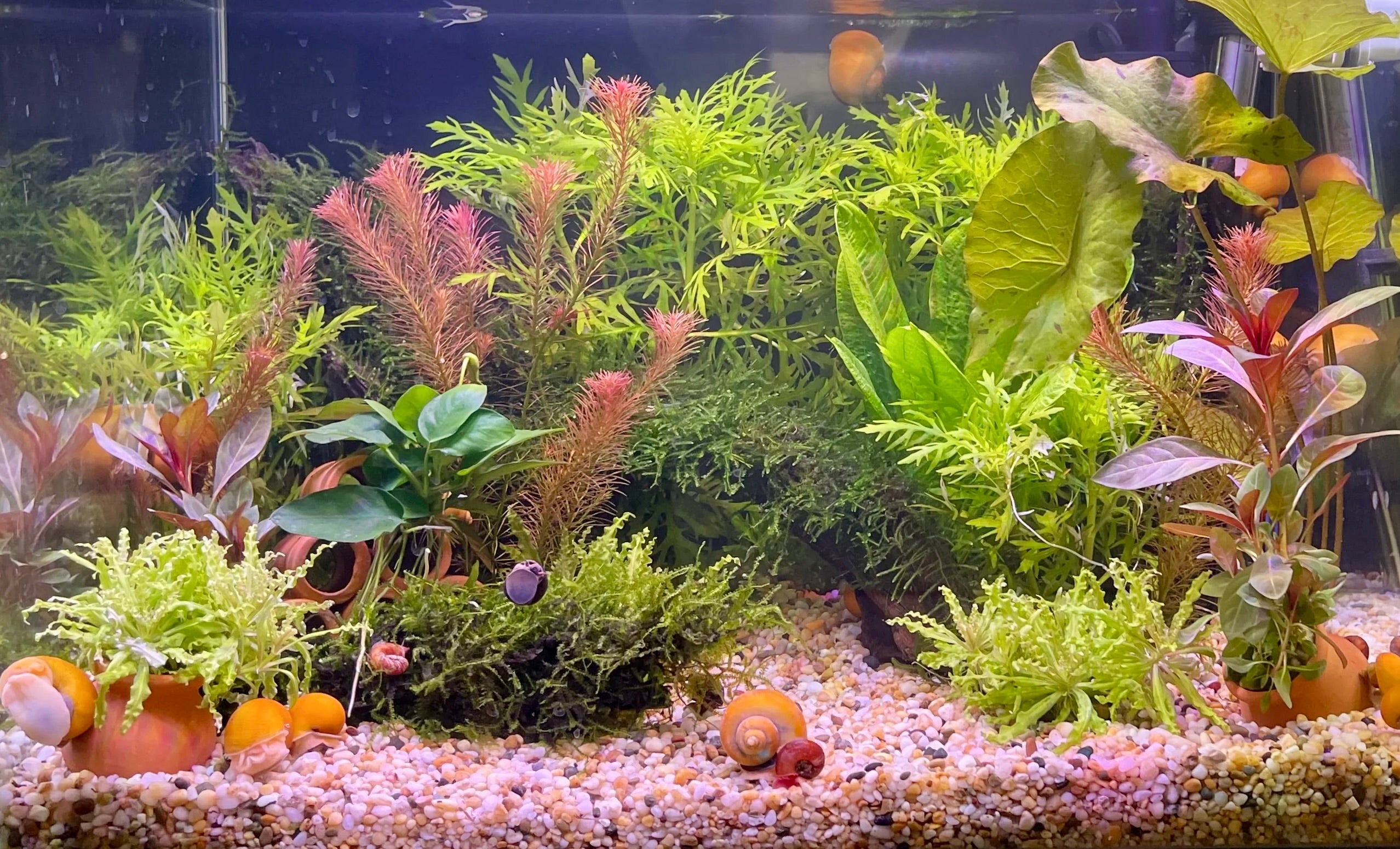 Fish & Snails