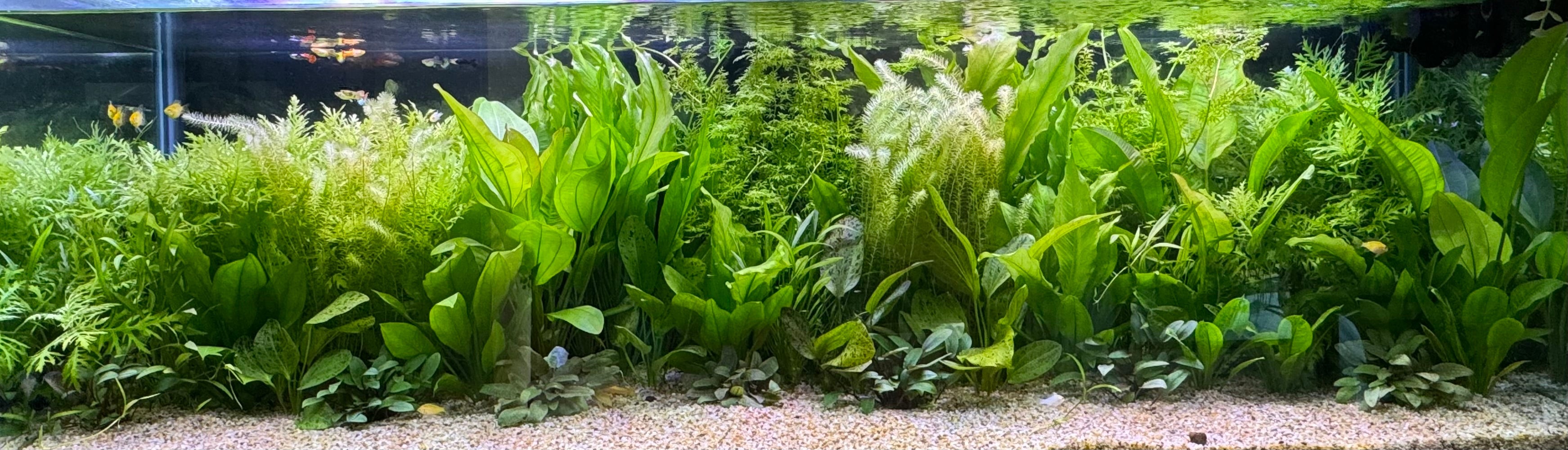 Green Dream Aquarium - Shop the Plants in this Tank