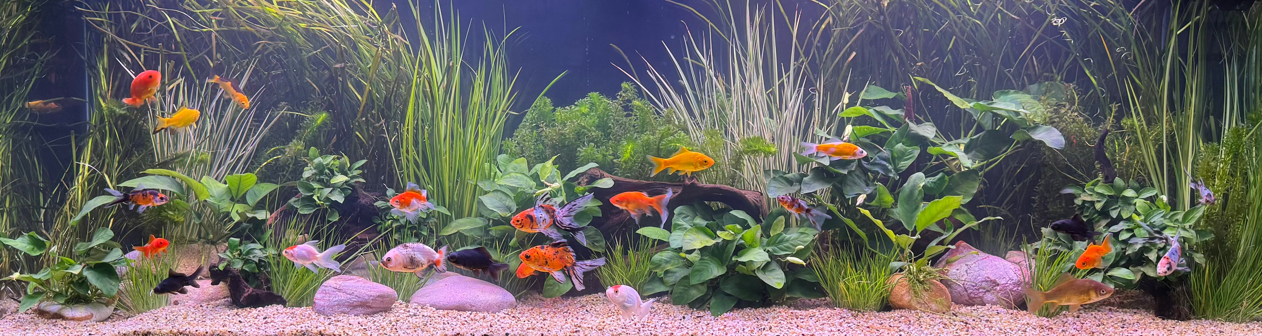 Plants for Goldfish