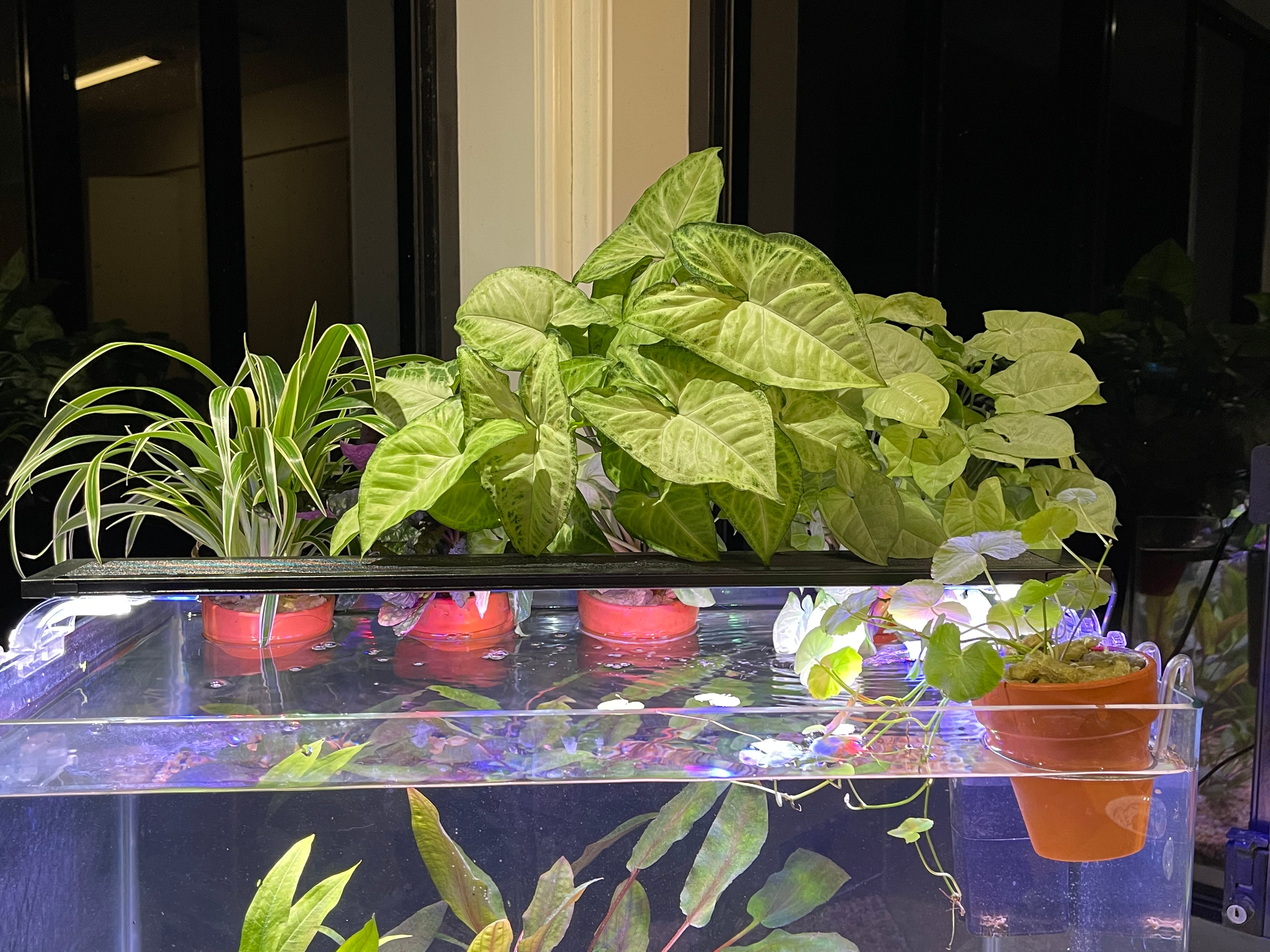 Aquaponic Tank Toppers