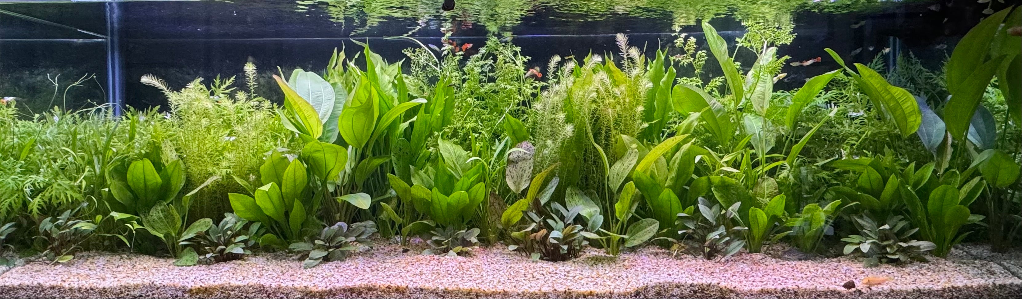 Aquarium Acessories