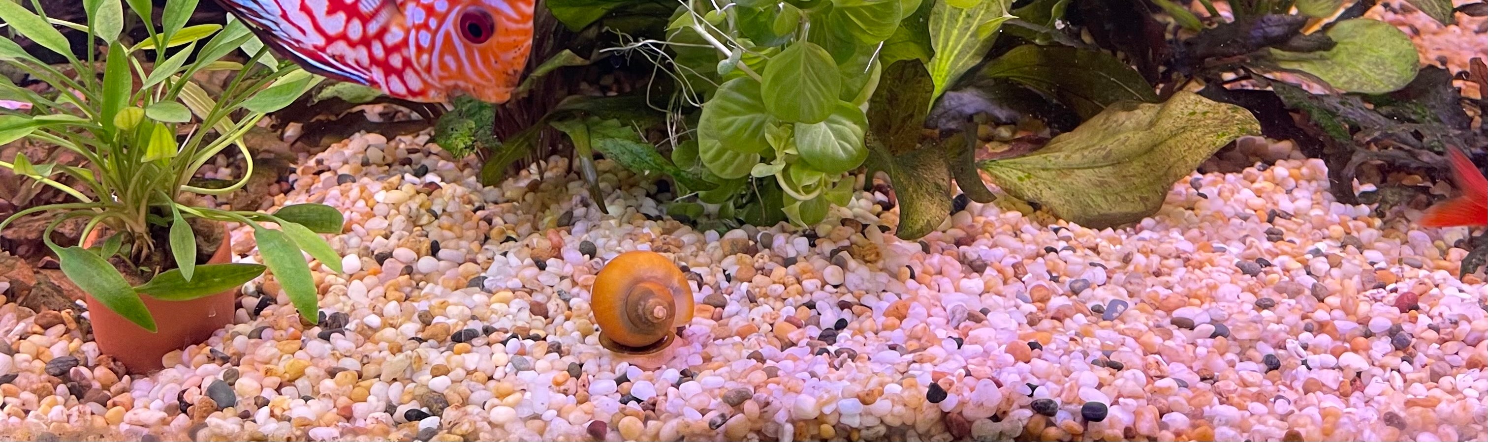 Aquarium Snails