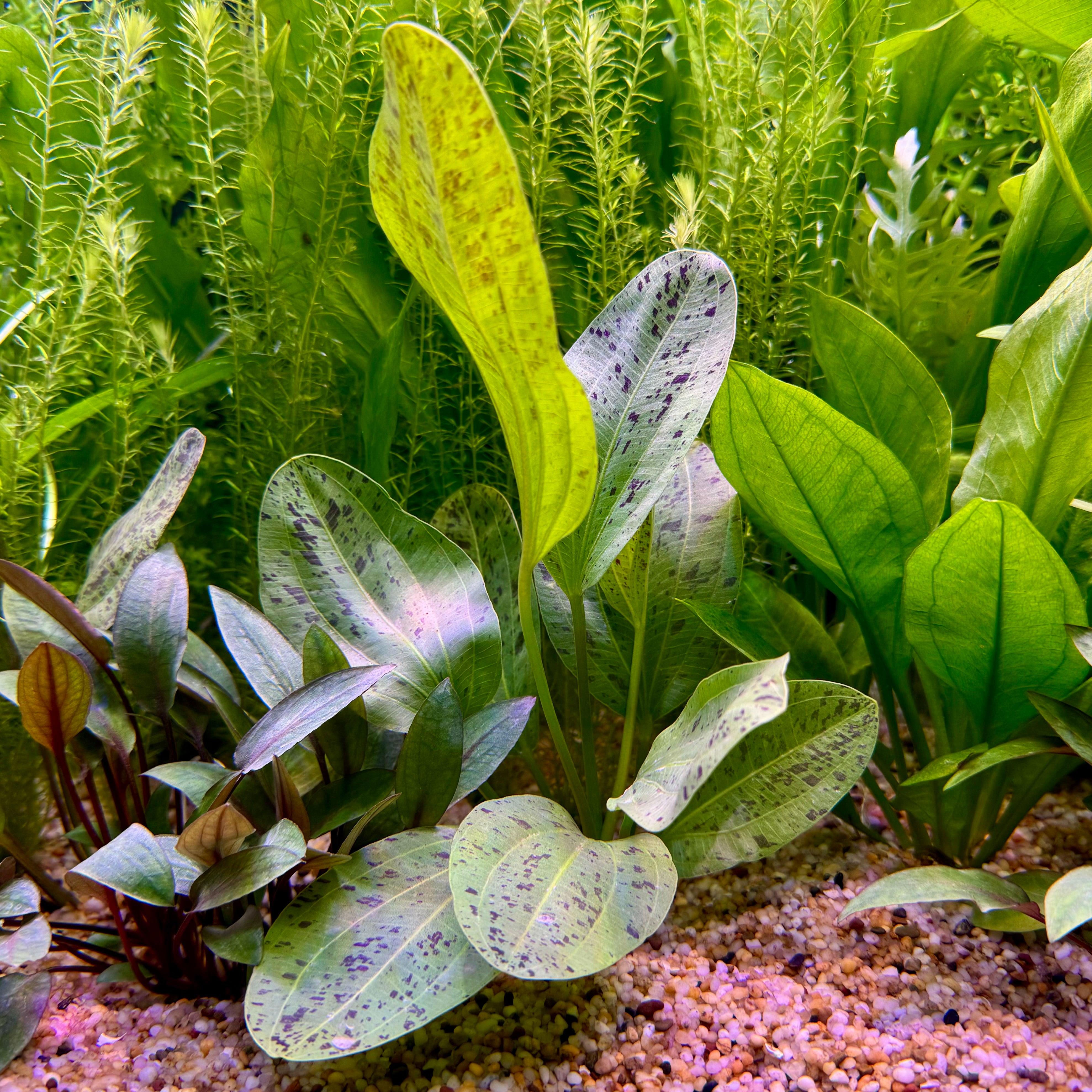 Aquarium Plants in 5cm Pots