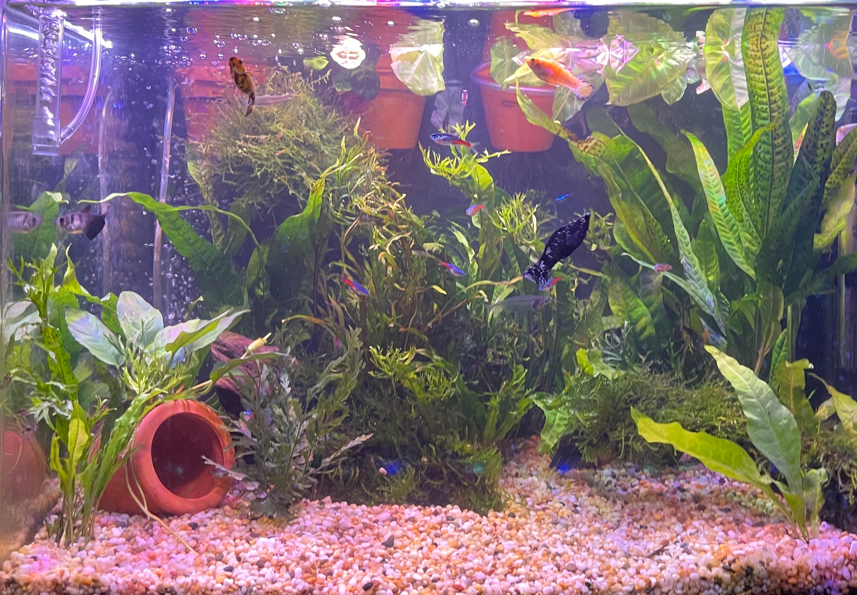 Java Fern & Moss ~ Microsorum, Bolbitus, Subwassertang & Fontinalis