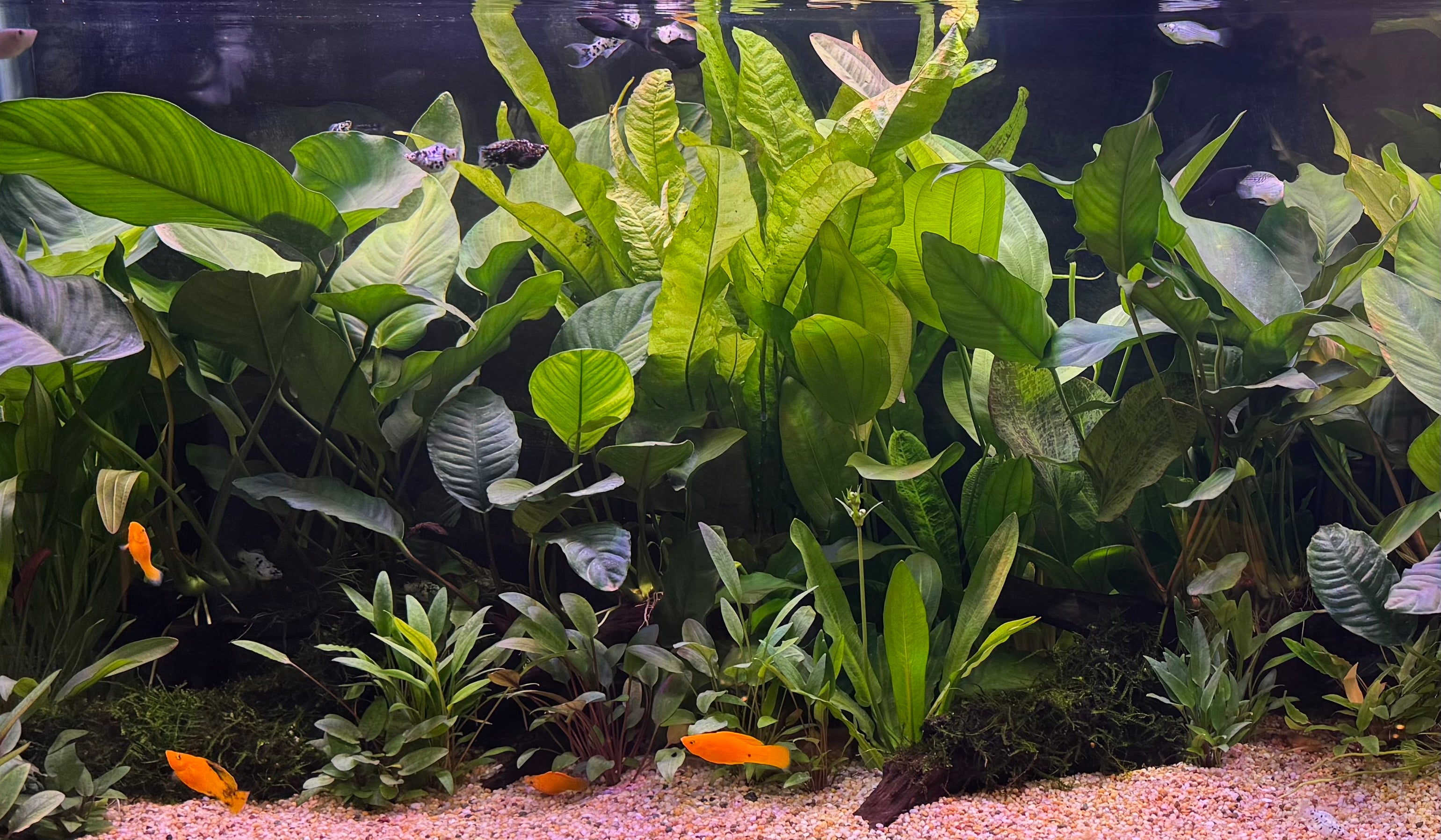 Java Fern & Moss ~ Microsorum, Bolbitus, Subwassertang & Fontinalis