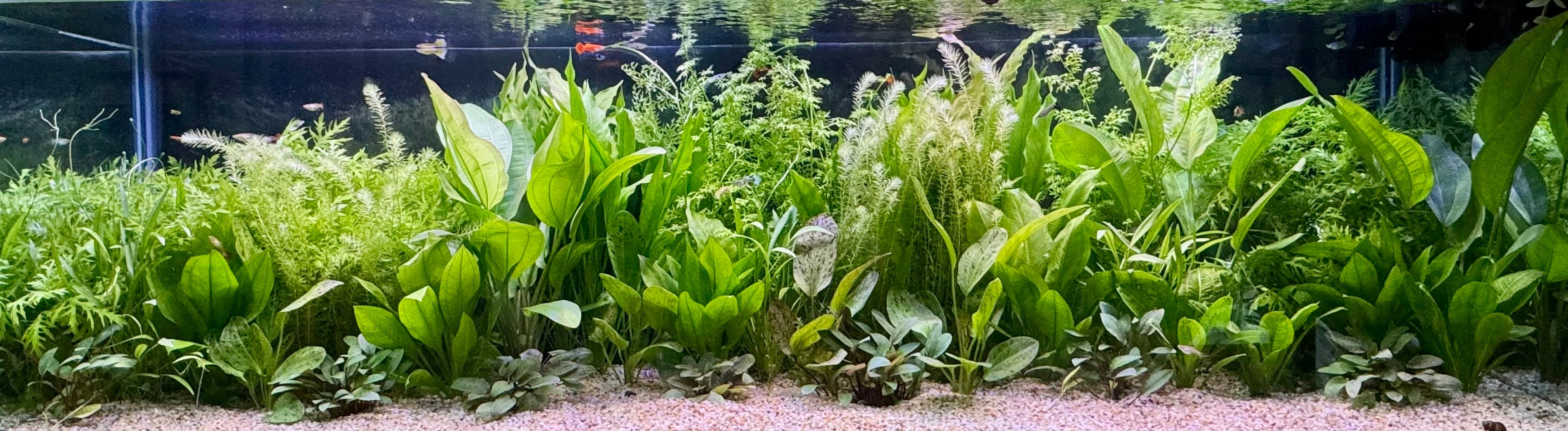 Create an aquarium oasis for your Guppies and Endlers with Plants from Scapeshop Australia