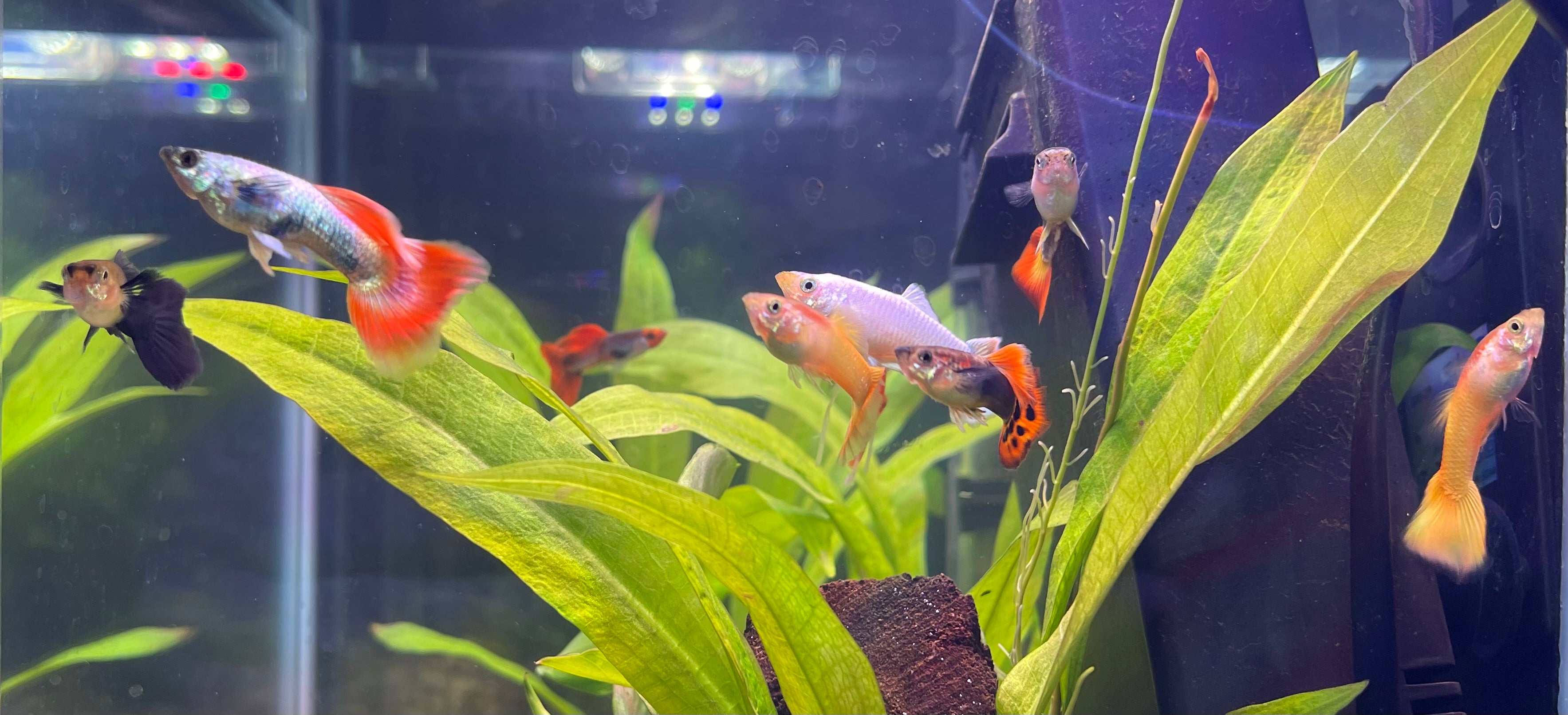 Guppies and Endlers