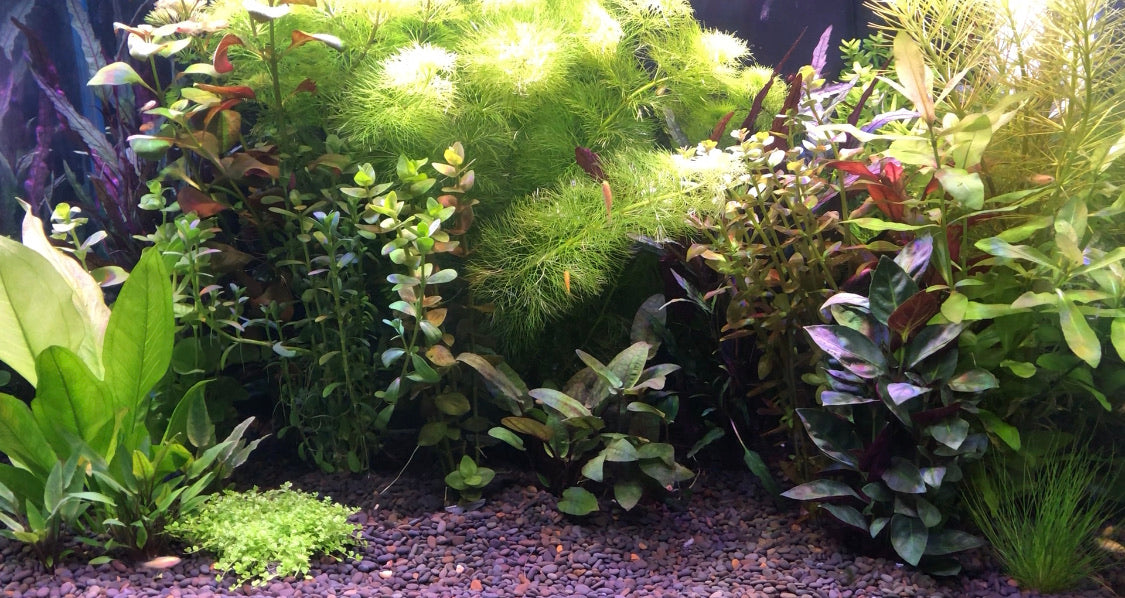 Other Aquarium Plants