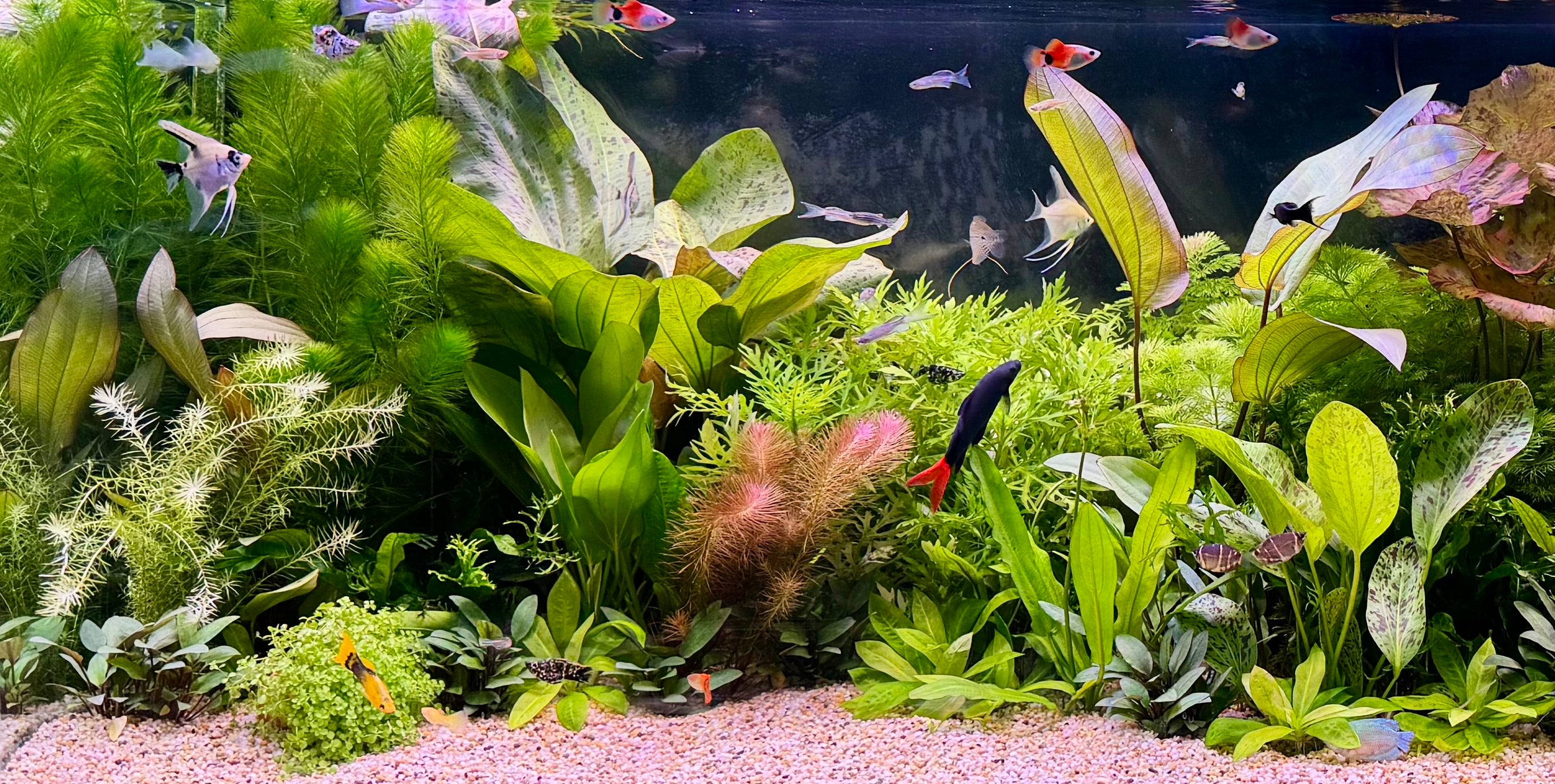 Other Aquarium Plants
