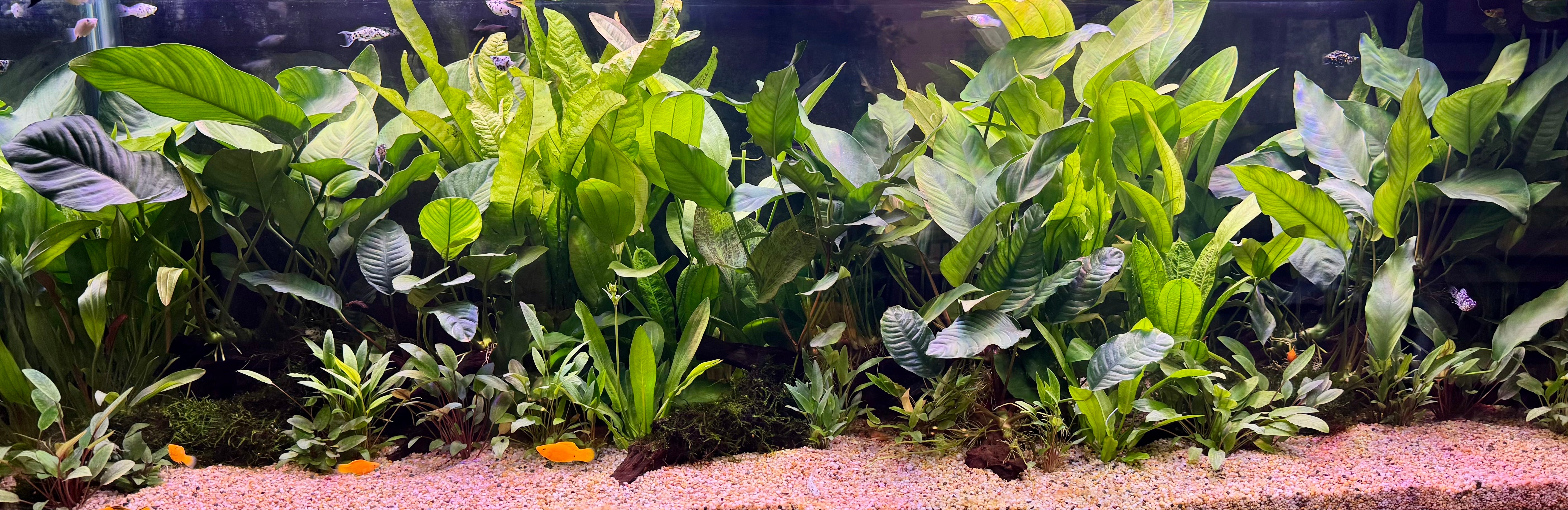 Aquarium Lights