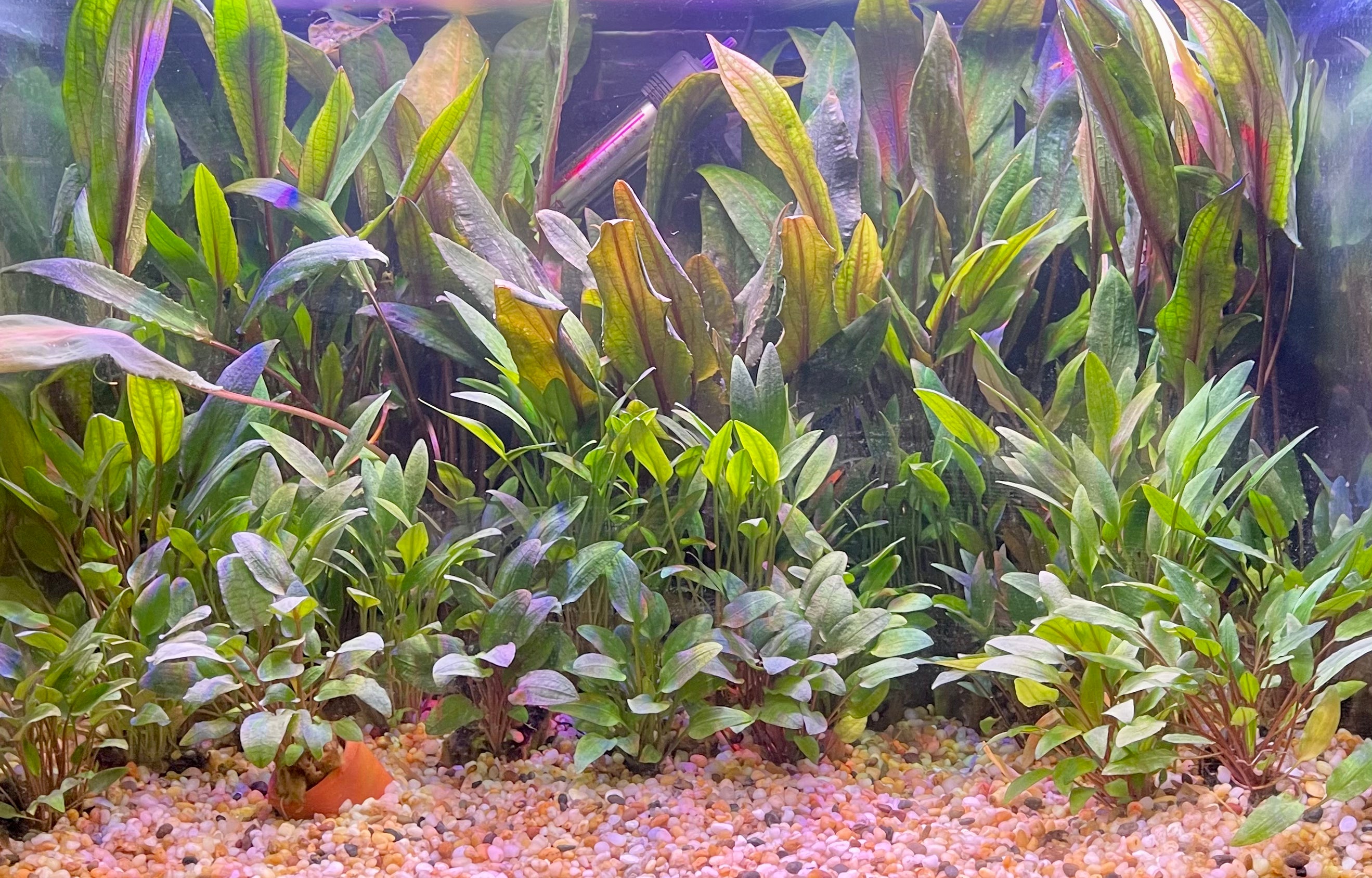 Best place to buy aquarium plants online hotsell