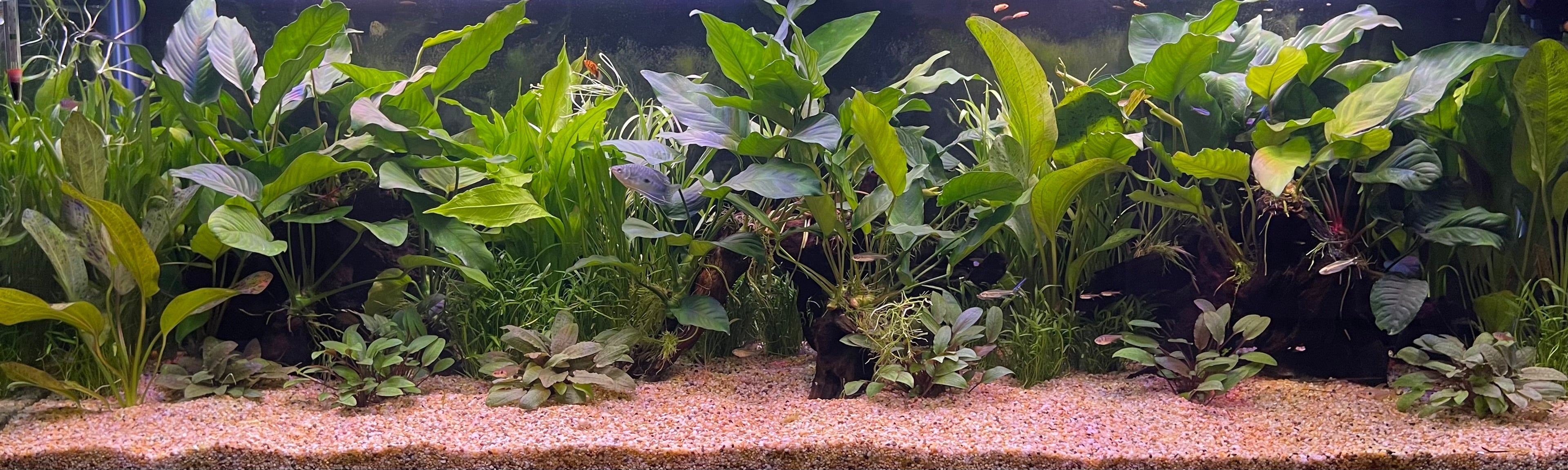 Aquarium Heaters