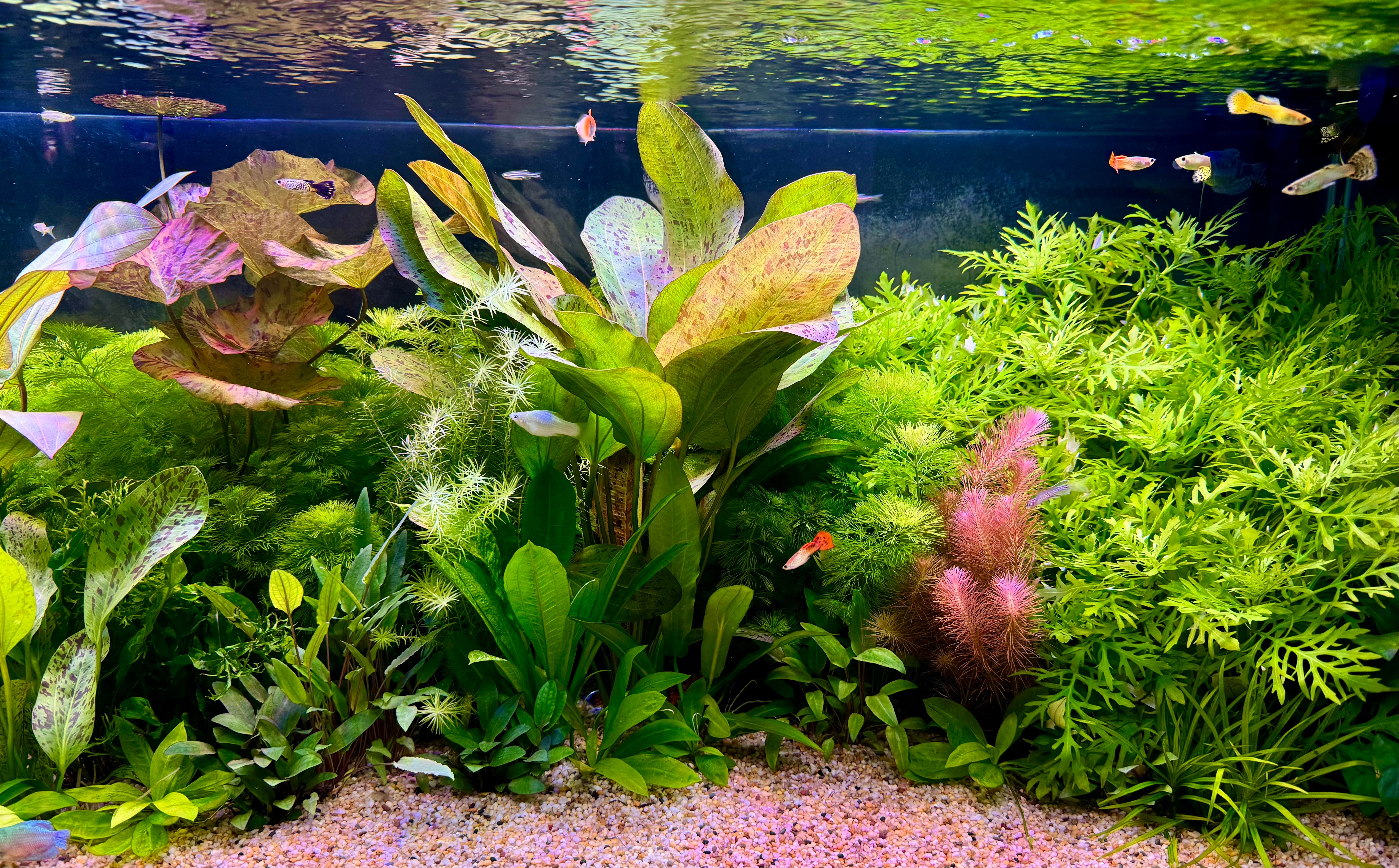 Aquarium Bunch Plants