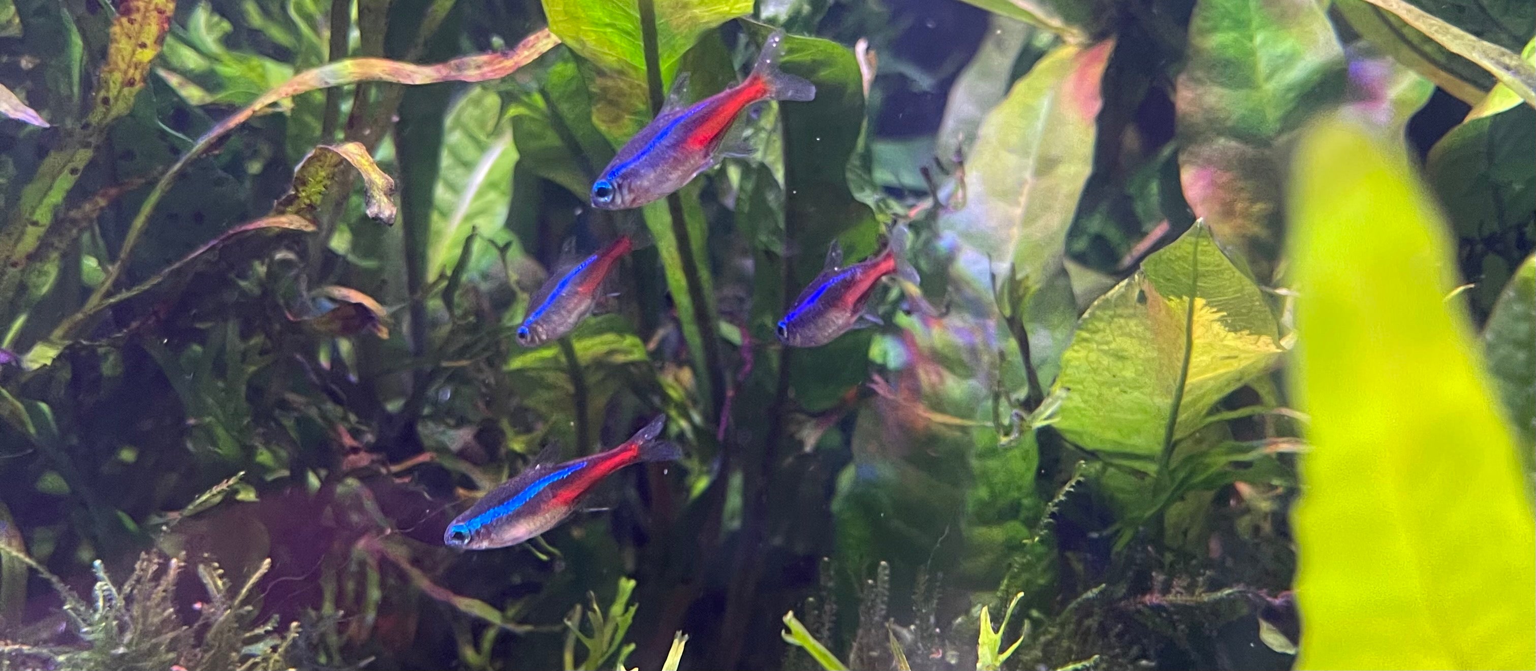 Tetras - Find them now at The Fish Farm