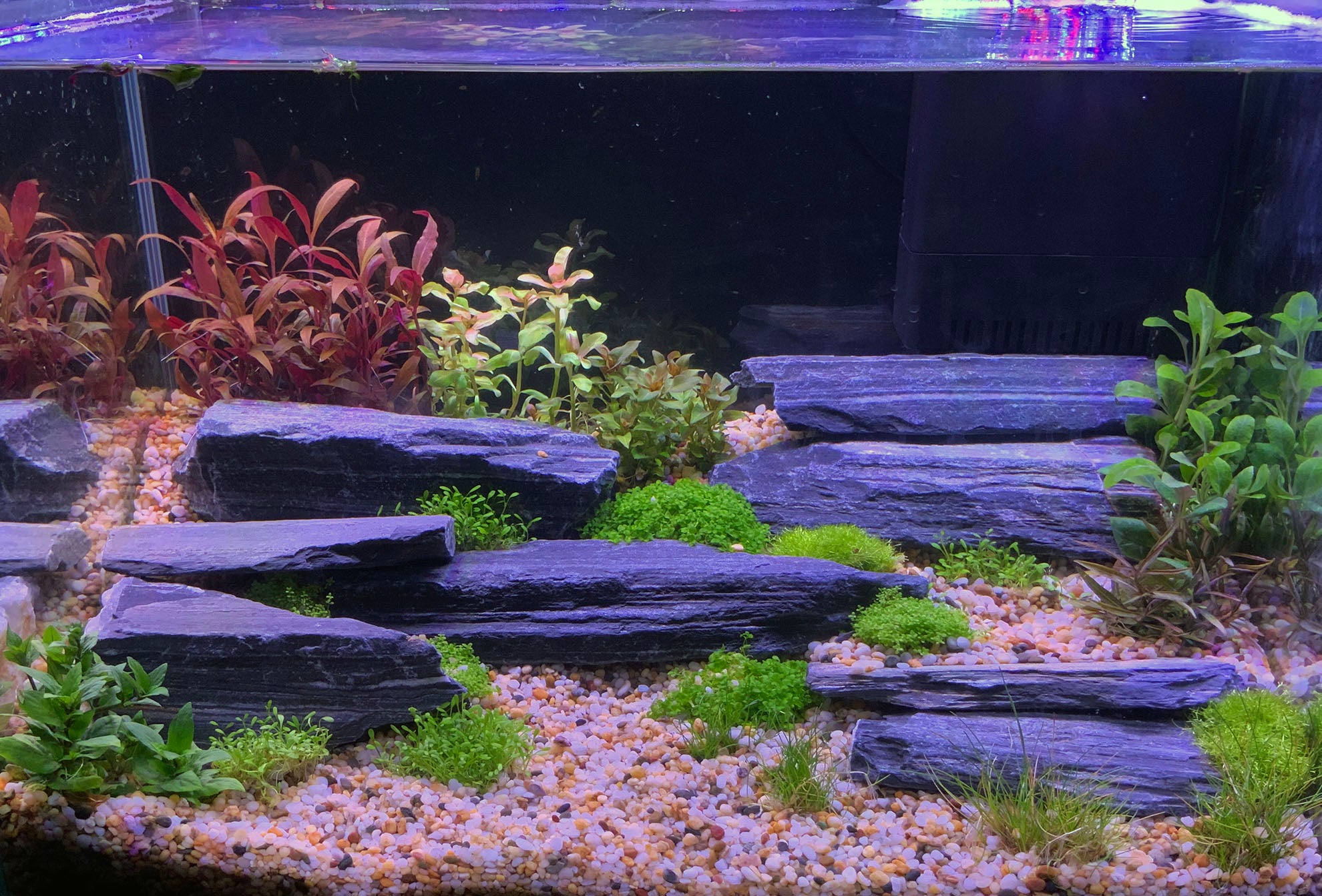 Aquarium plants shop near me best sale